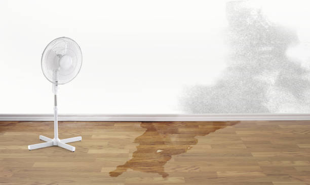 Best Mold removal after water damage  in San Angelo, TX